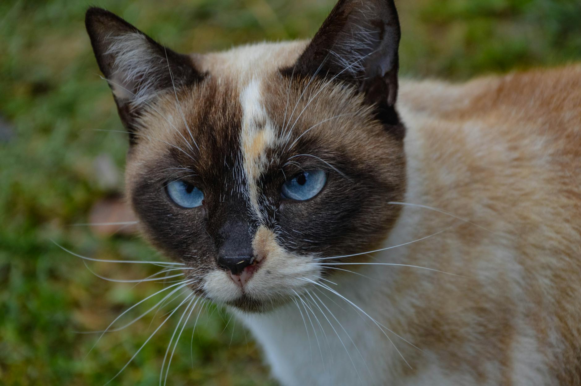 Which Cat Breeds Are Known for Blue Eyes?