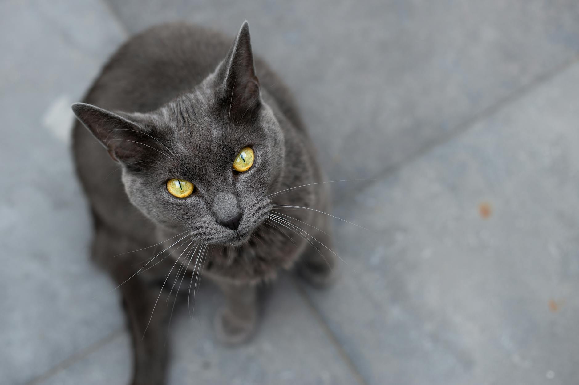 Which Cat Breeds Can Have One Blue Eye and One Green Eye?