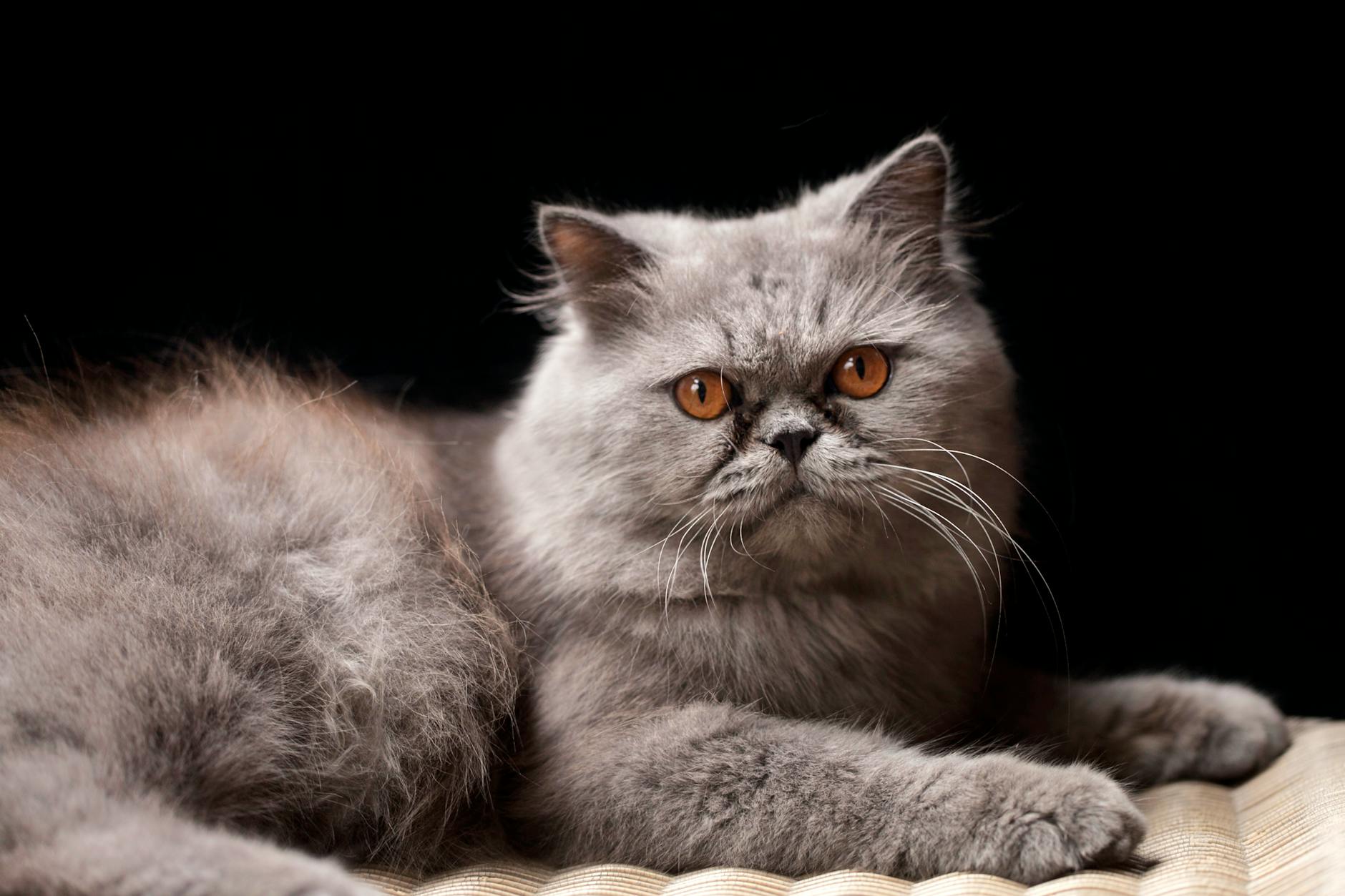 Which Cat Breeds Have Sapphire Blue Eyes?