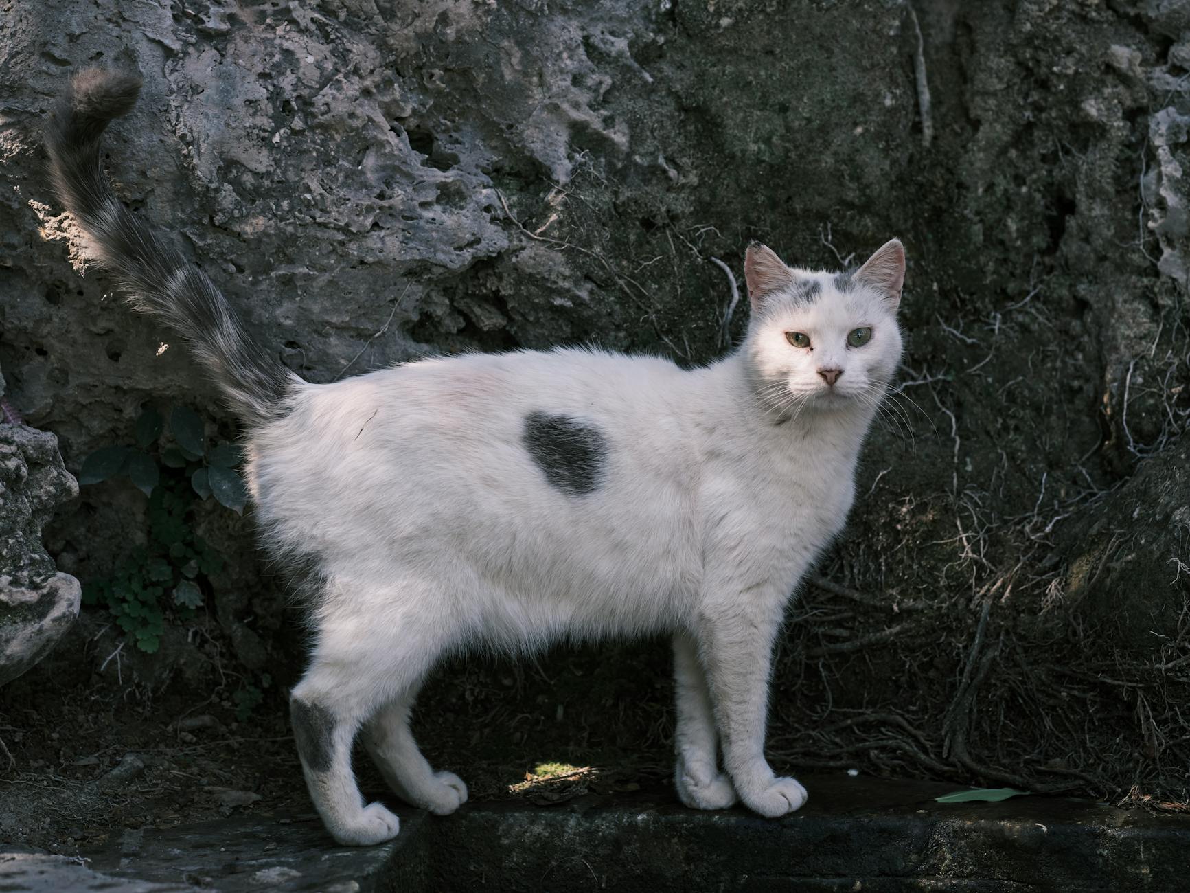 Which Spotted Cat Breeds Can Have Blue Eyes?