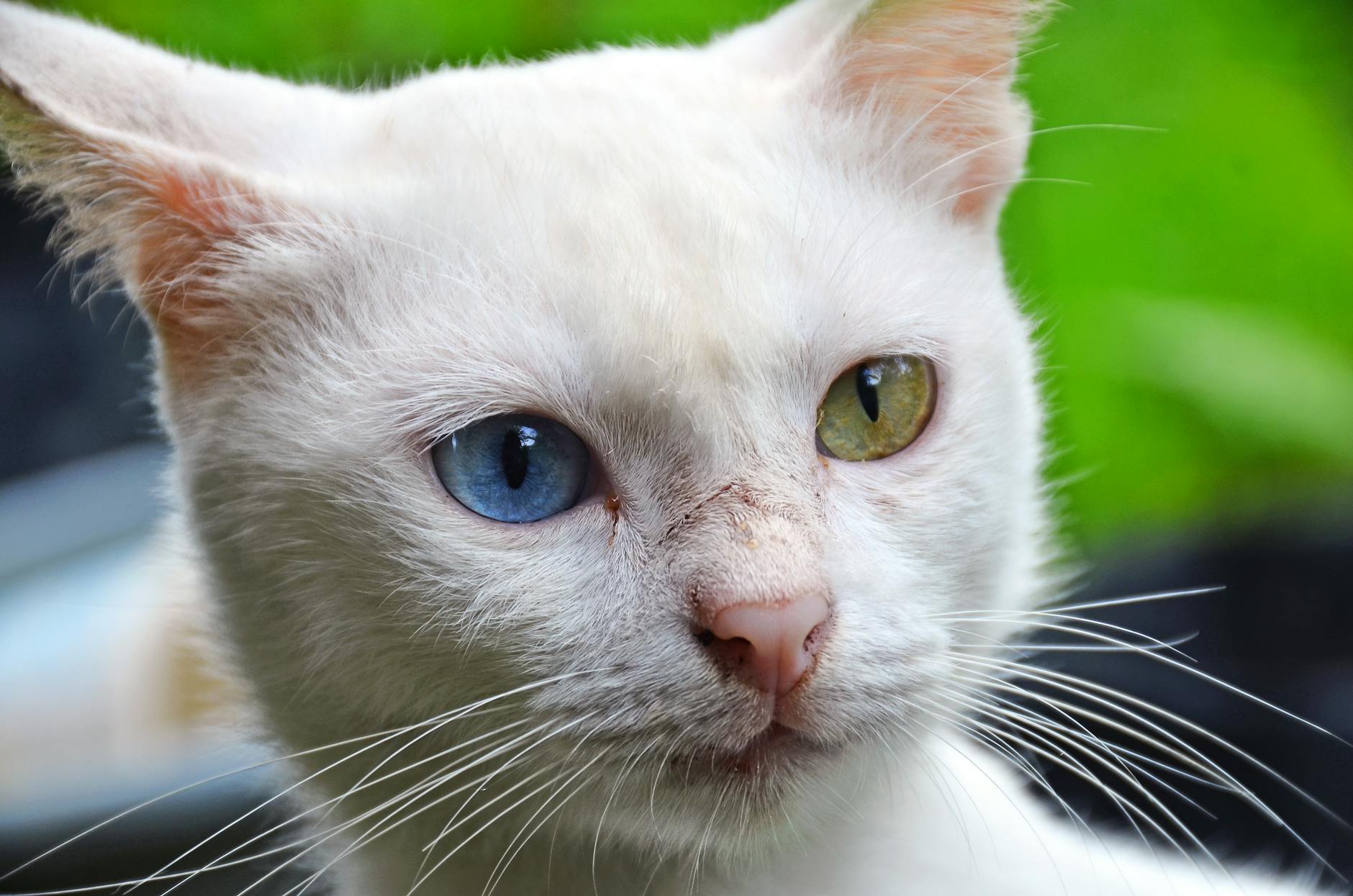 Why Do Blue-Eyed Cat Breeds Tend to Be More Playful?
