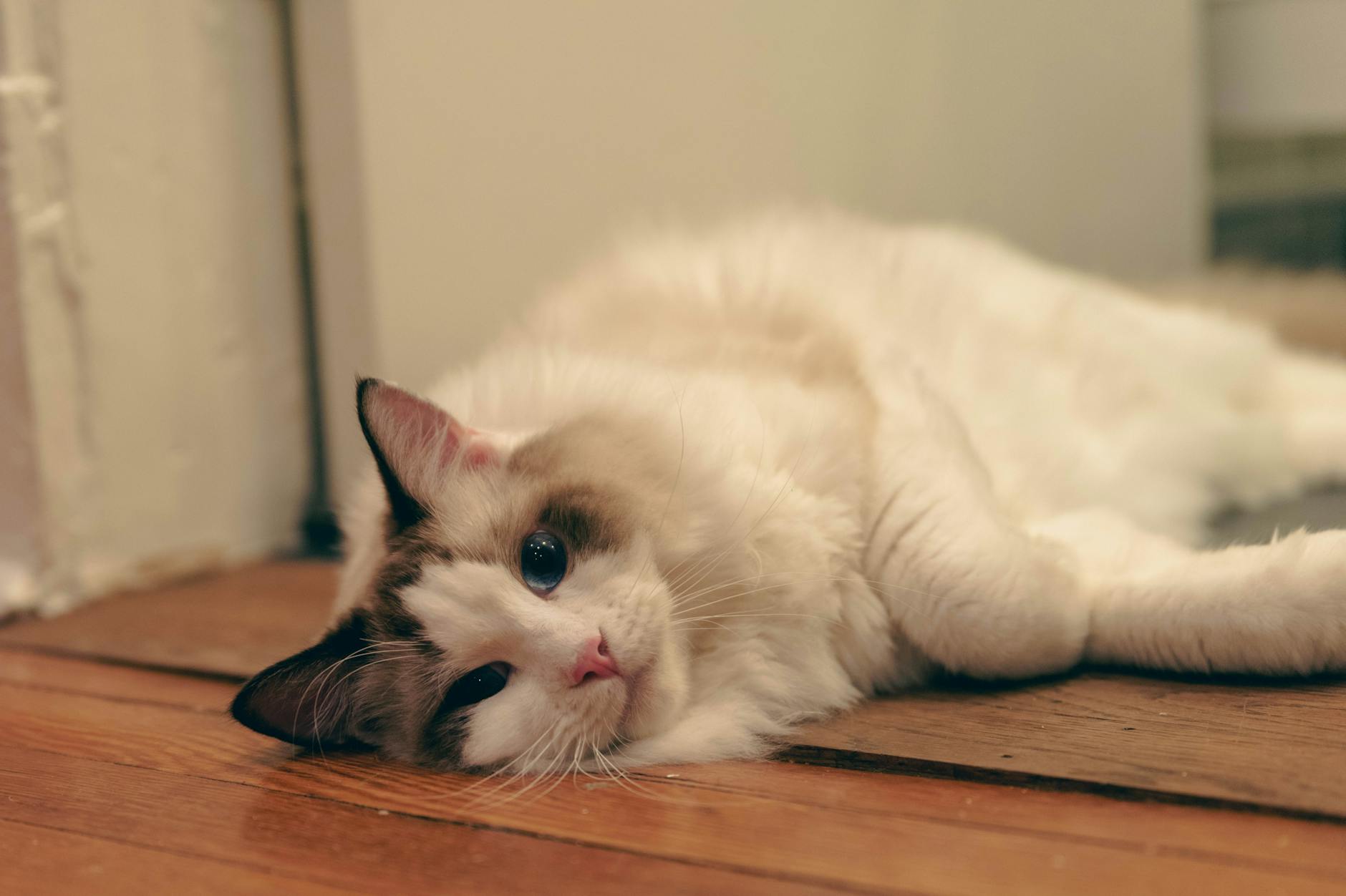 Why Do Ragdolls Have Those Striking Blue Eyes?