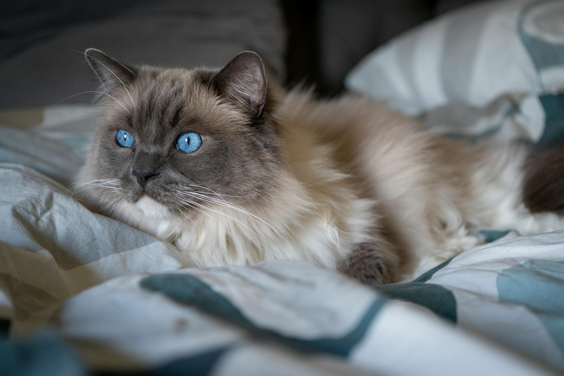 Why Has the Ragdoll Dominated as the World's Most Popular Blue-Eyed Cat Breed?