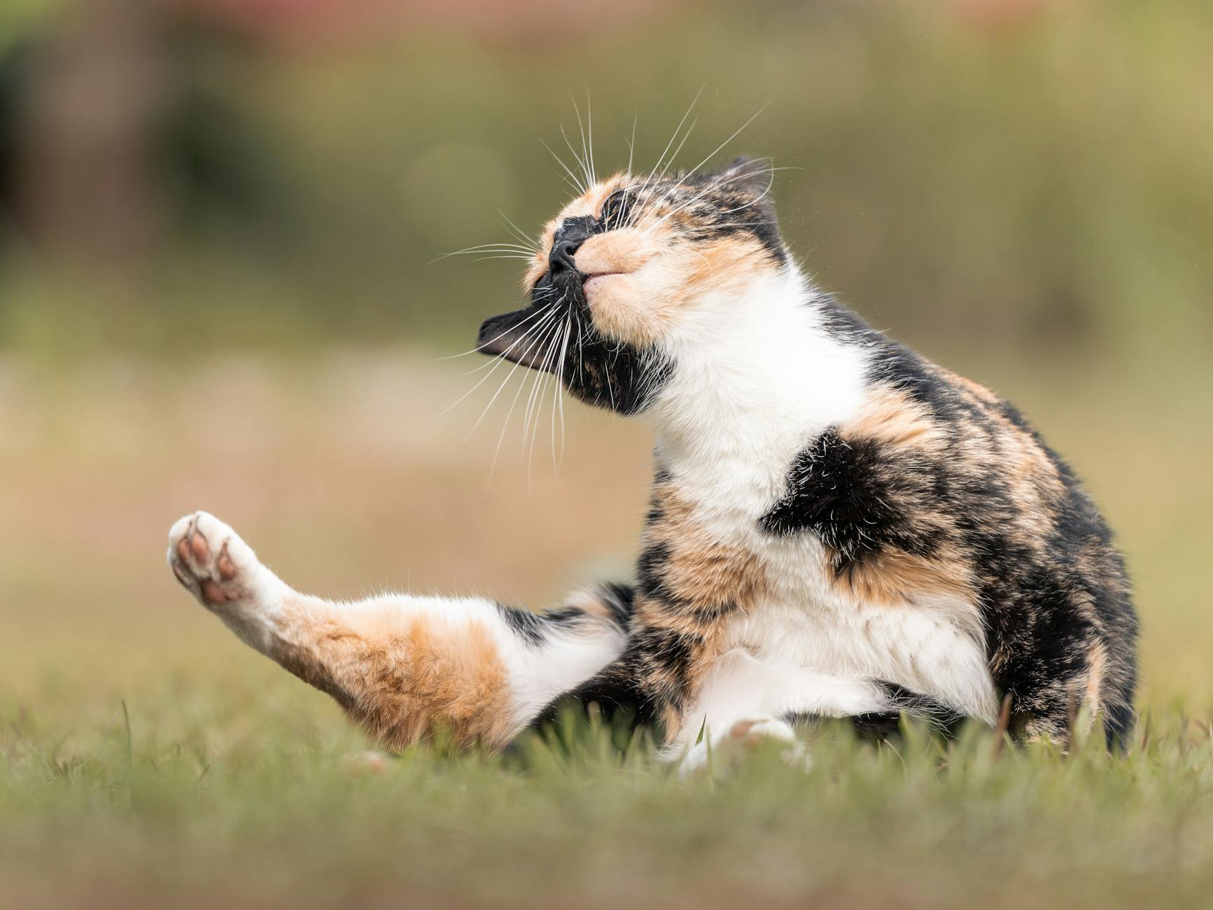Allergic Reactions and Hidden Health Concerns
