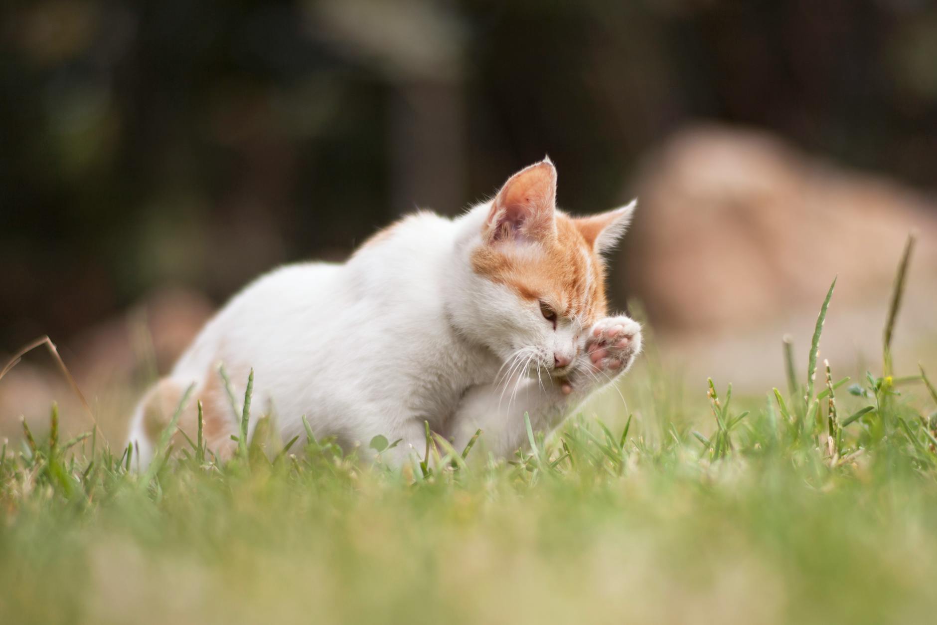 Allergies and Individual Sensitivities