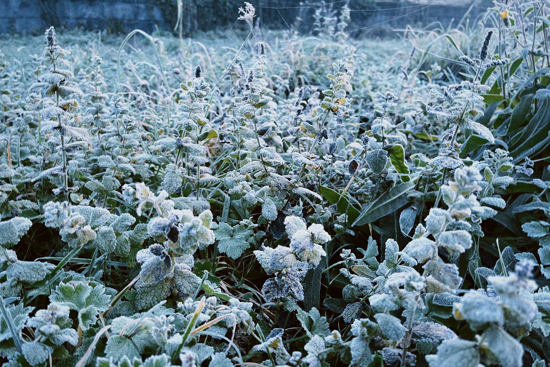 Antifreeze Toxicity During Cold Months