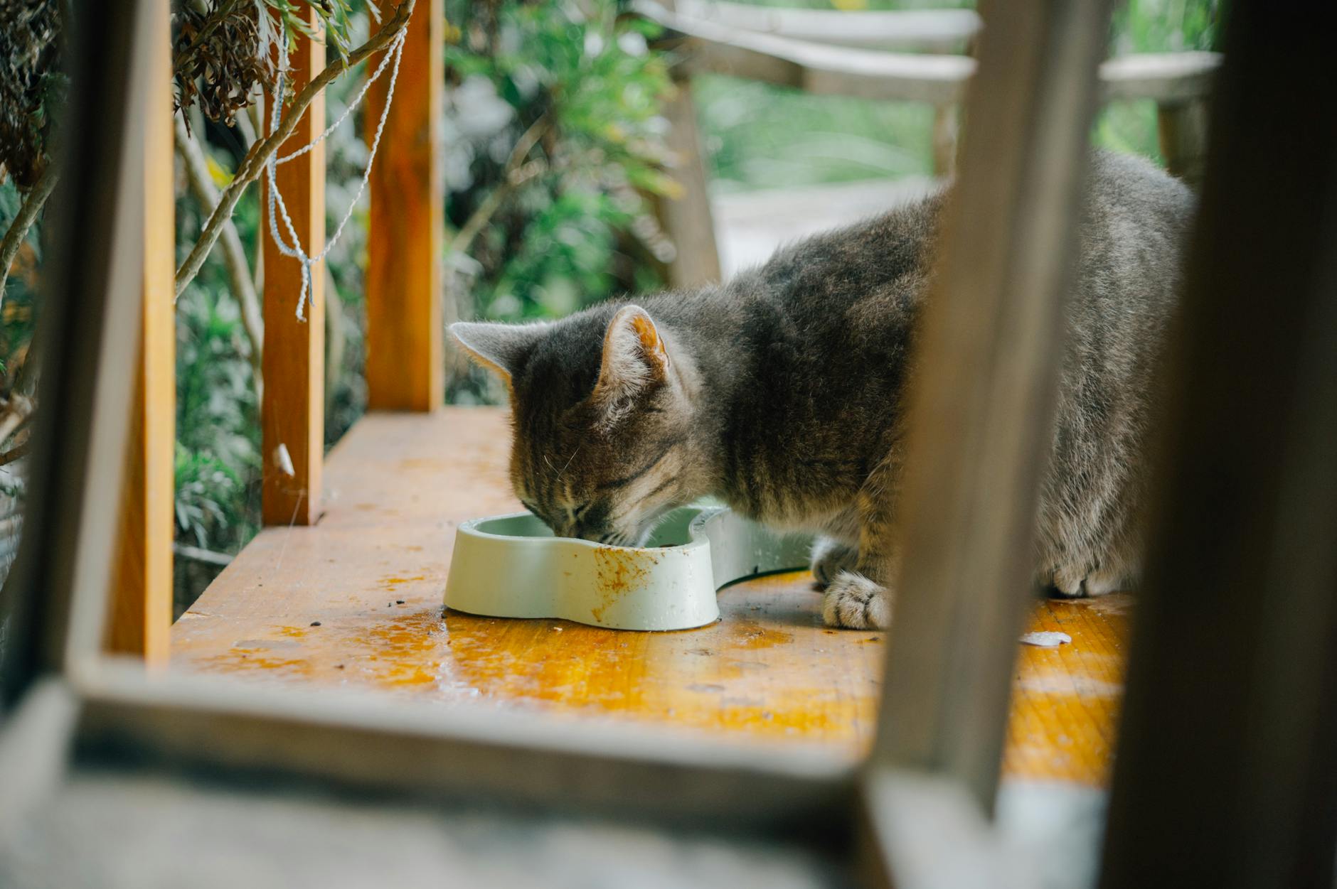 Ants as a Nutritional Concern for Cats
