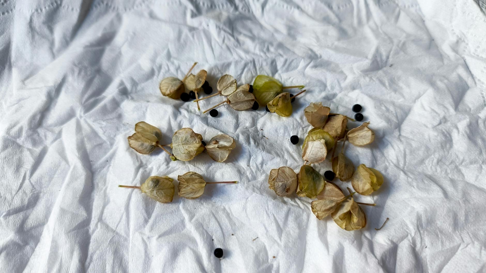 Apple Seeds and Cyanide Exposure in Cats