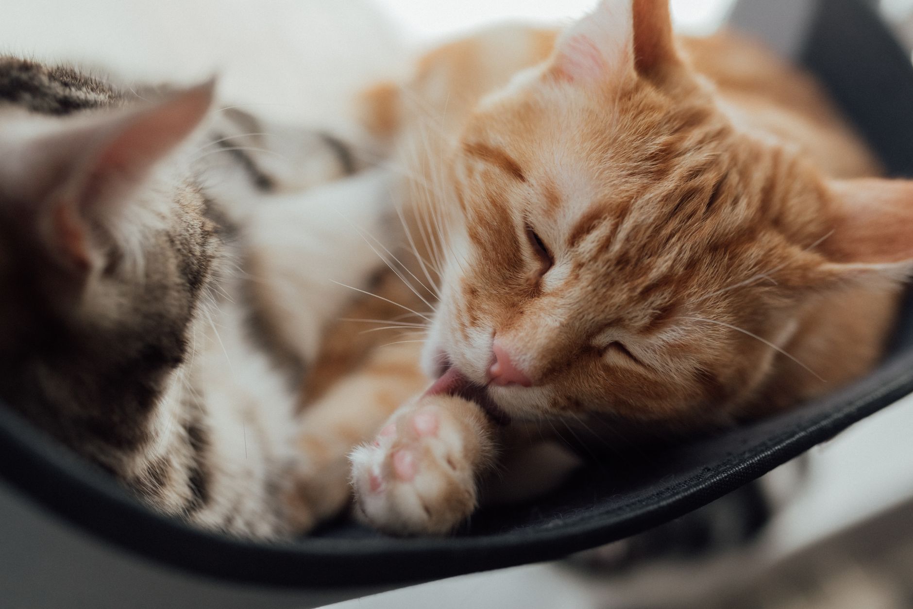 BEHAVIORAL REASONS WHY CATS LICK AND CHEW PLANT LEAVES