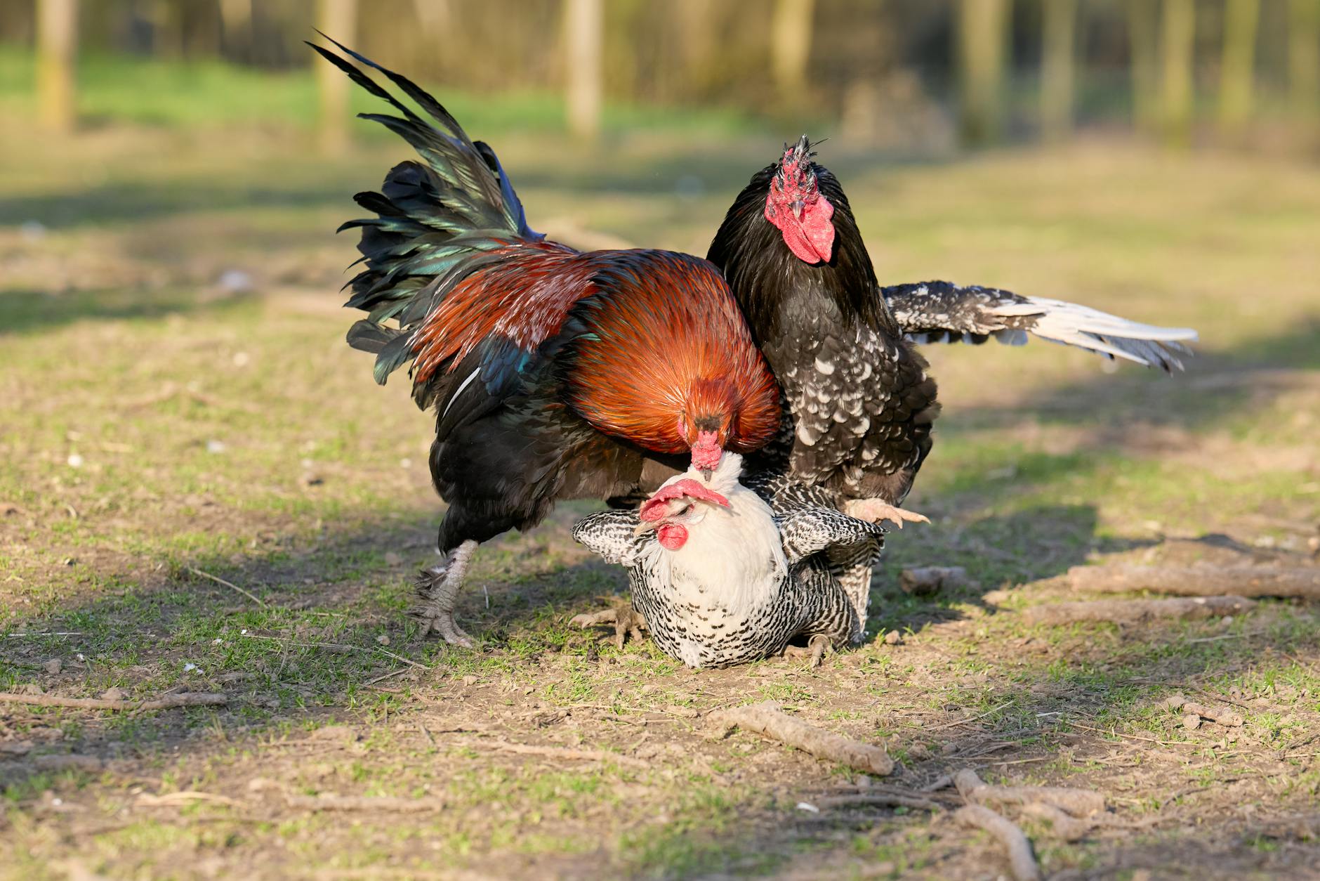 Behavioral Stress and Dominance Feeding Issues