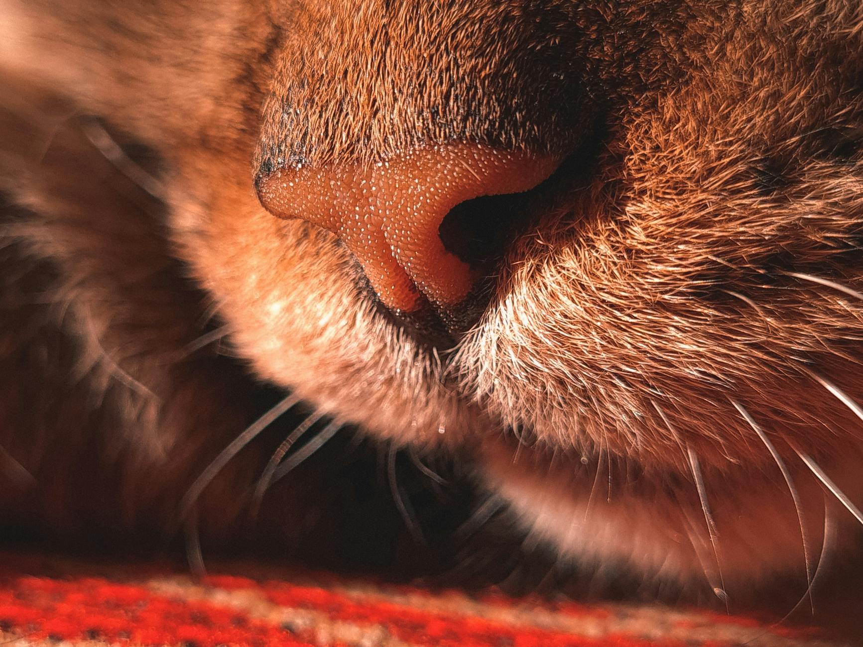 Can Cat Saliva Transmit Bacteria or Parasites to Humans?