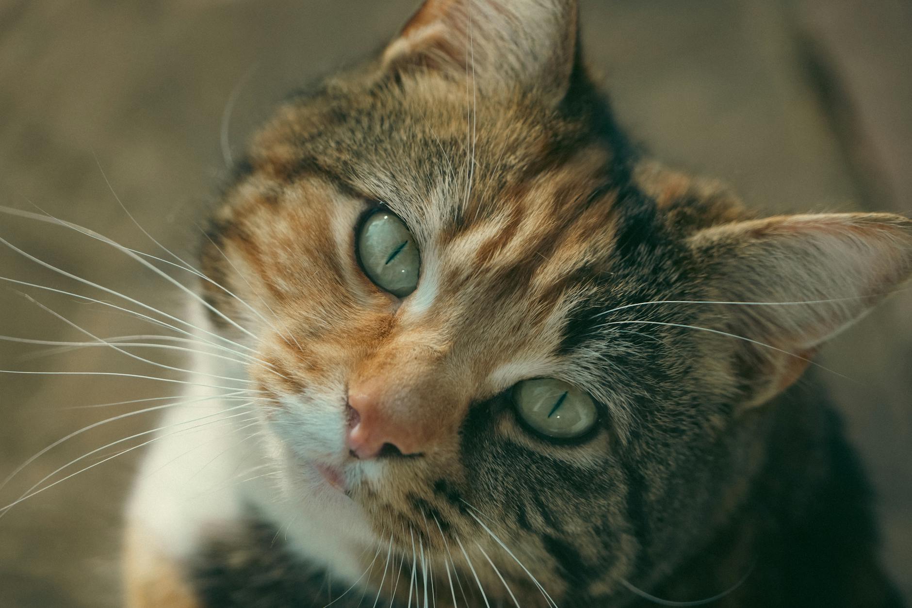 Can Cats Digest Brown Rice?