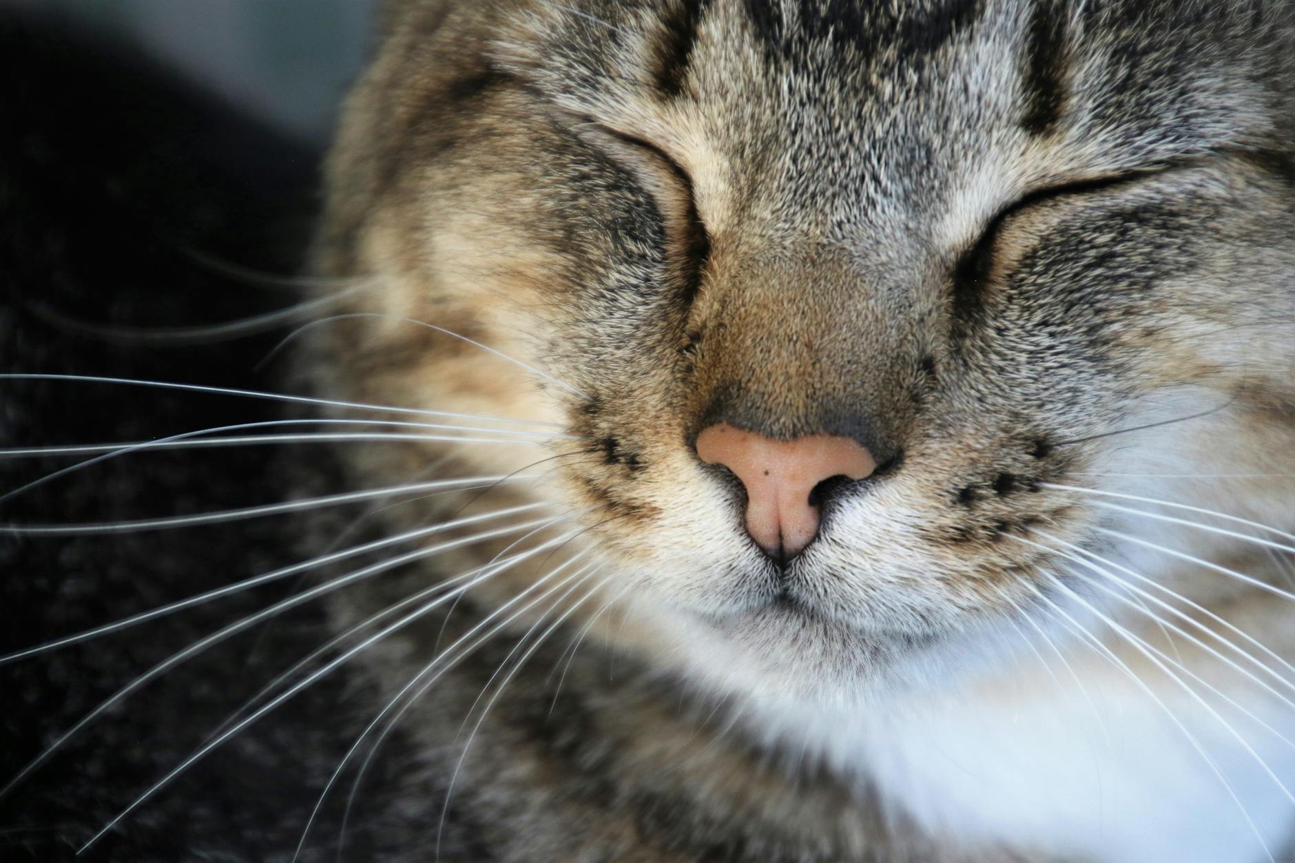 Can Cats Digest Kale Safely?