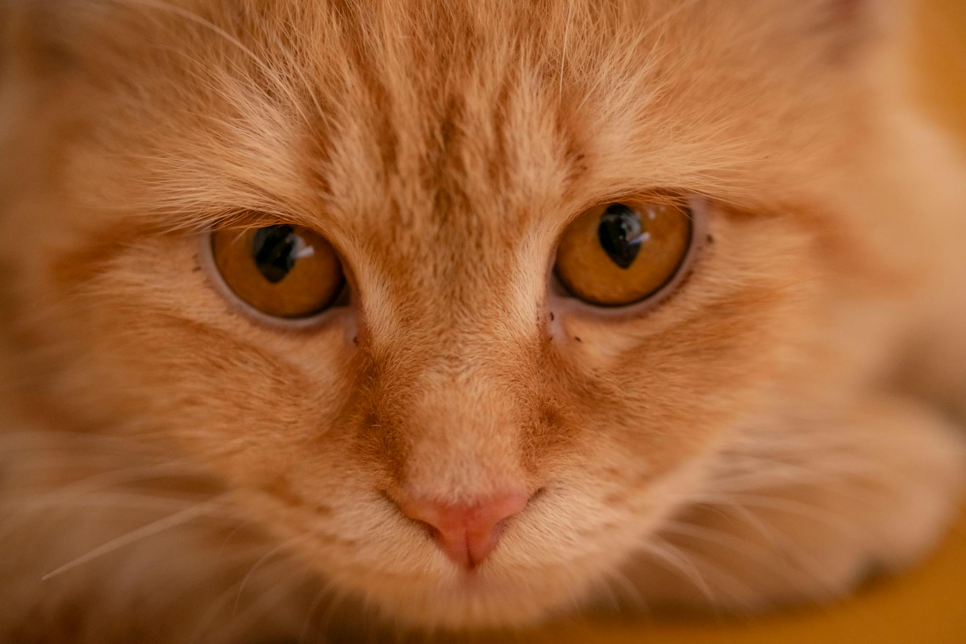 Can Cats Digest Shrimp as a Protein Source?
