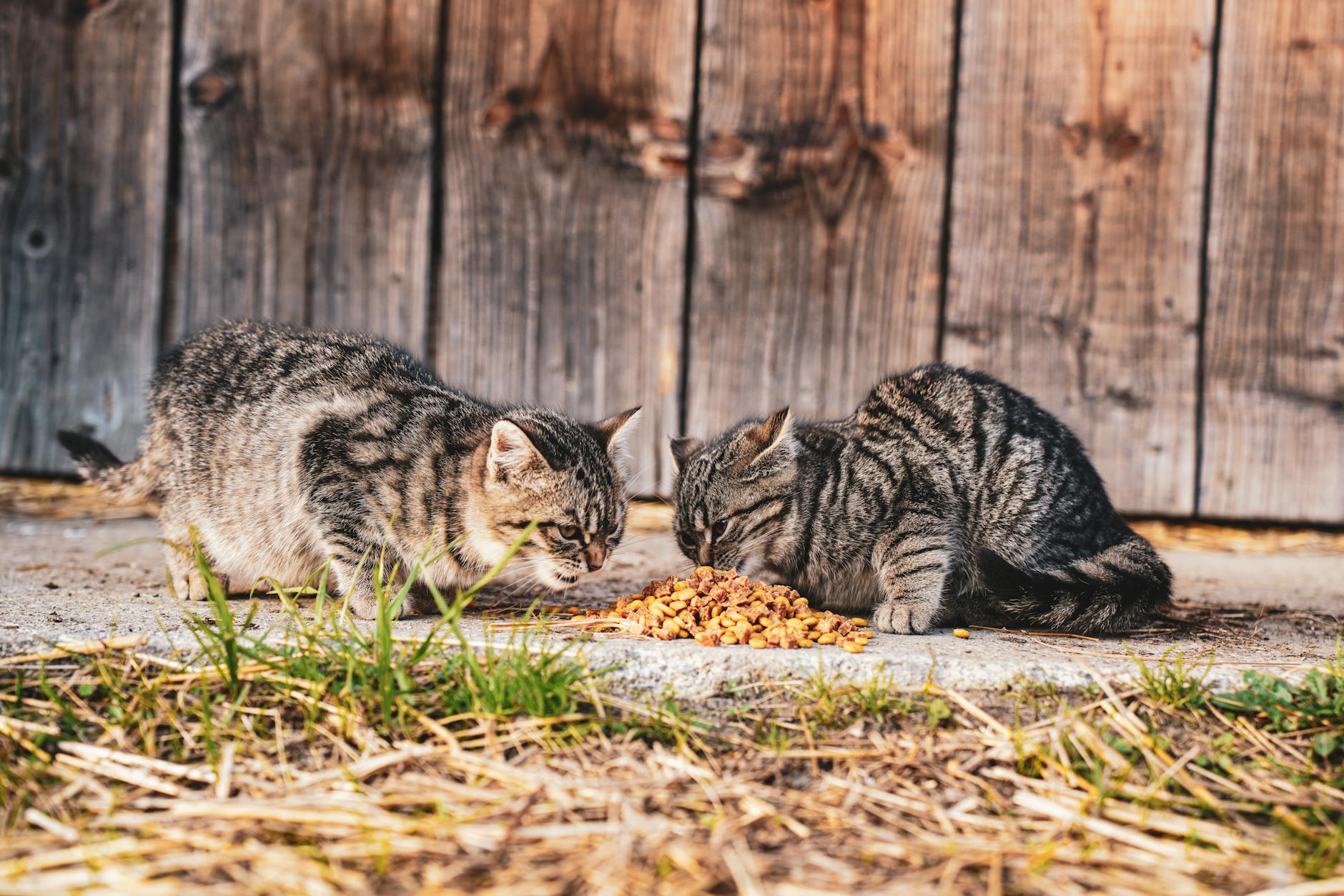 CAN CATS EAT BASIL SAFELY?
