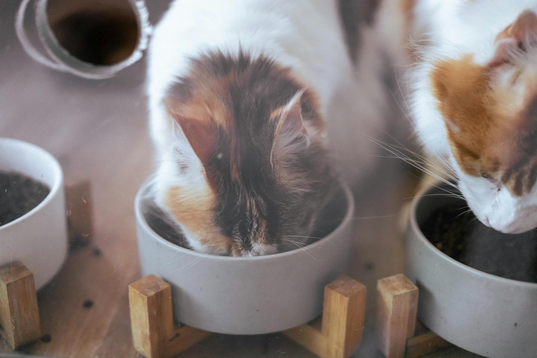 Can Cats Eat Ripe Tomatoes Safely?