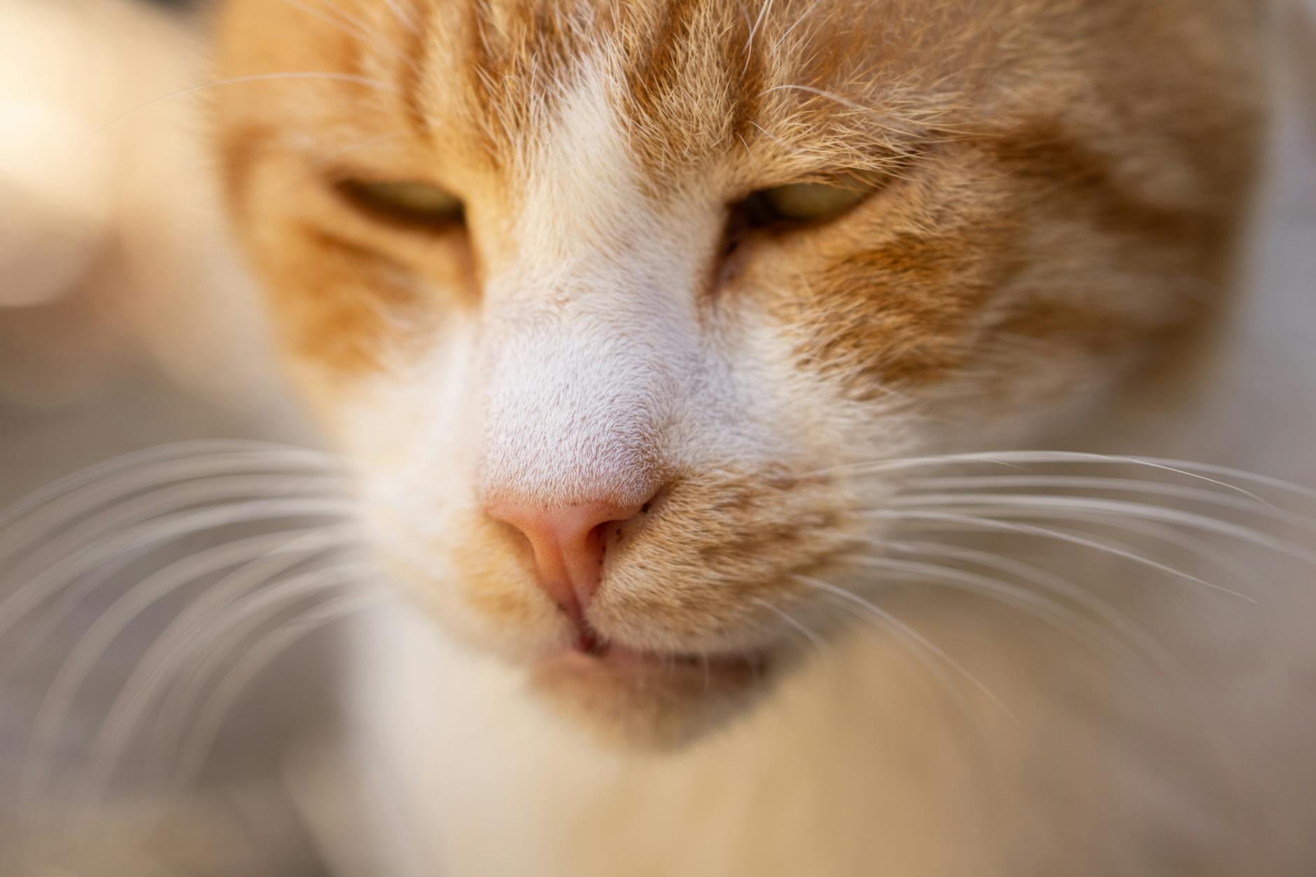 Can Cats Get Sick From Moldy Food? Understanding the Toxic Compounds