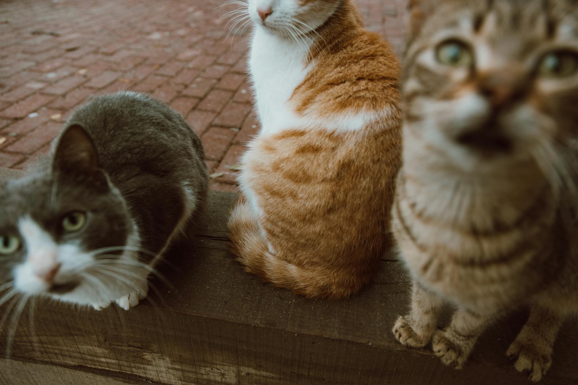 Can Cats Safely Chew on Raw Chicken Bones?