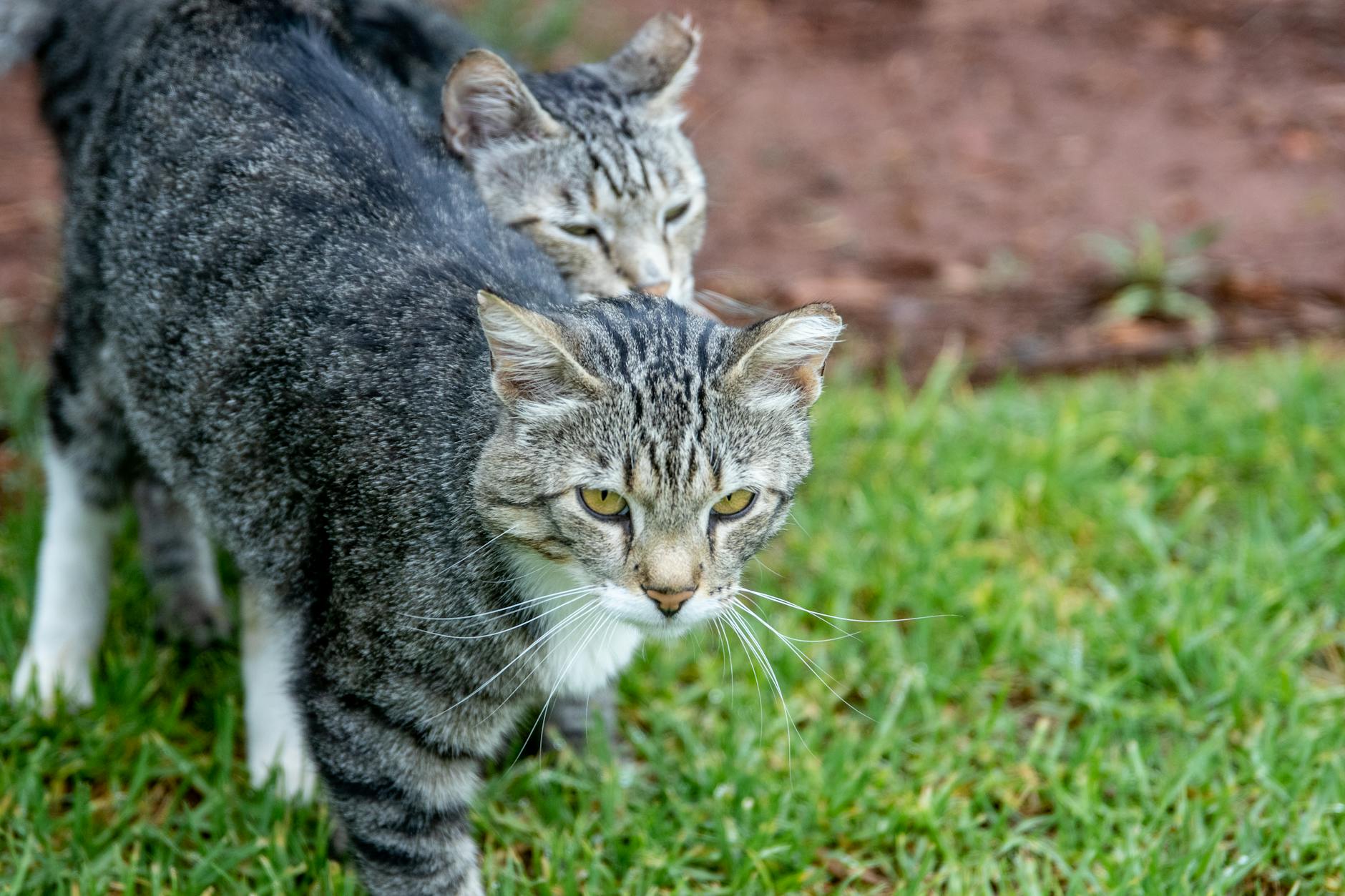 Can Cats Safely Consume Cucumber Without Risk?