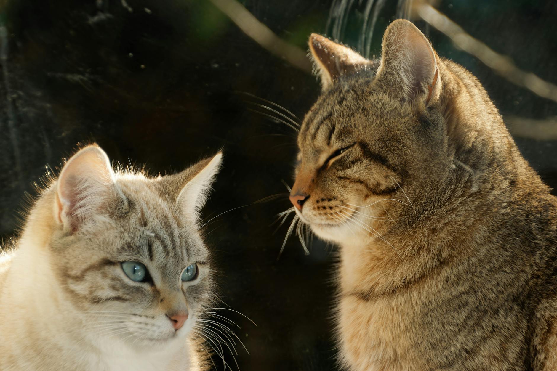 Can Cats Safely Digest Crab Meat?