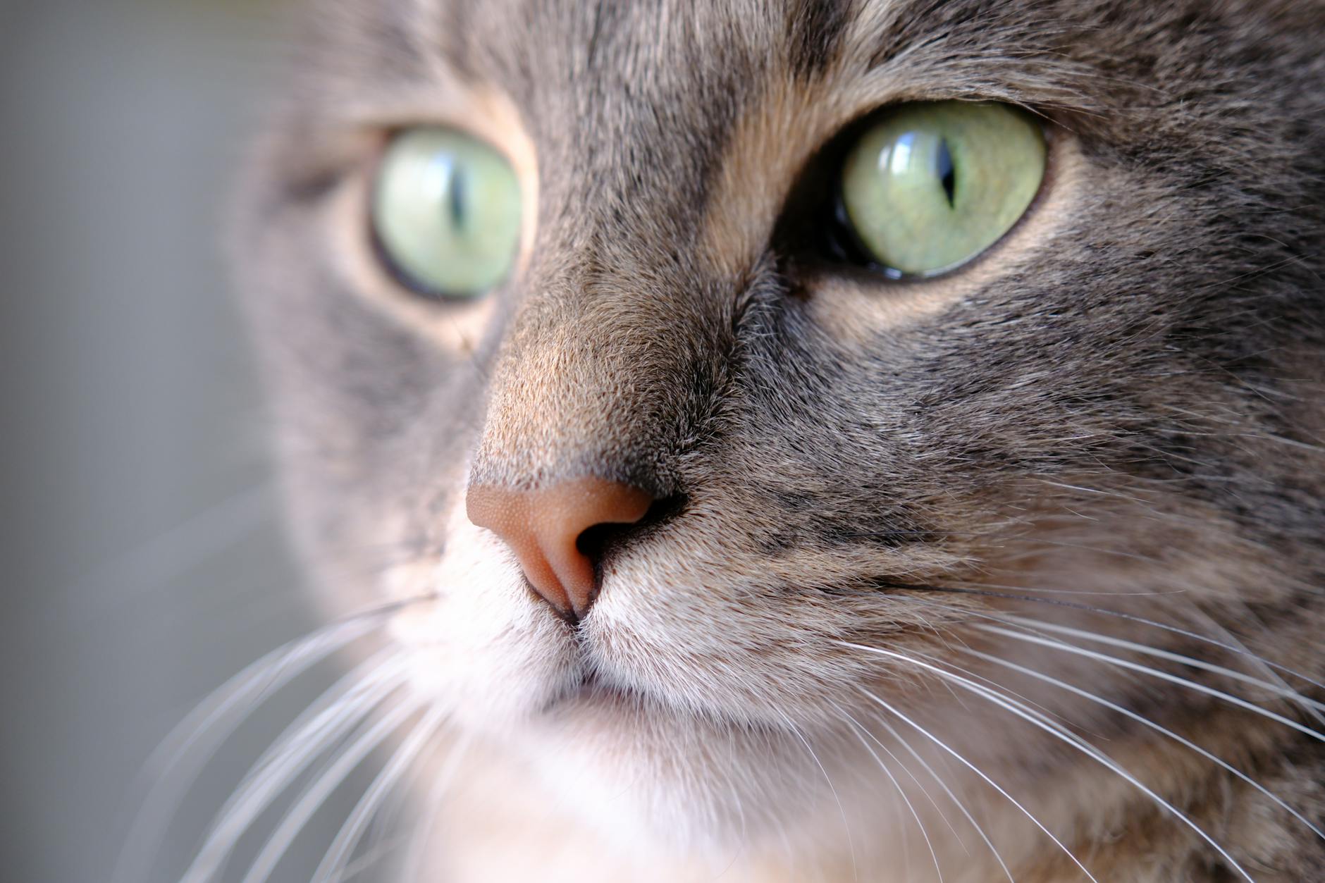 Can Cats Safely Digest Raspberries?