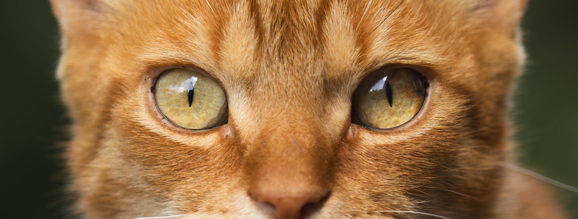 CAN CATS SAFELY DIGEST WHITE RICE?