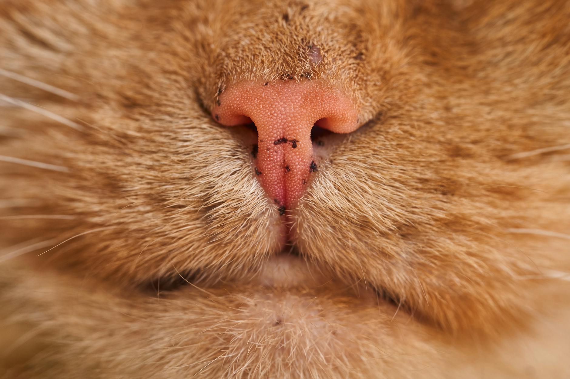 Can Cats Safely Eat Cooked Fish as a Regular Food?