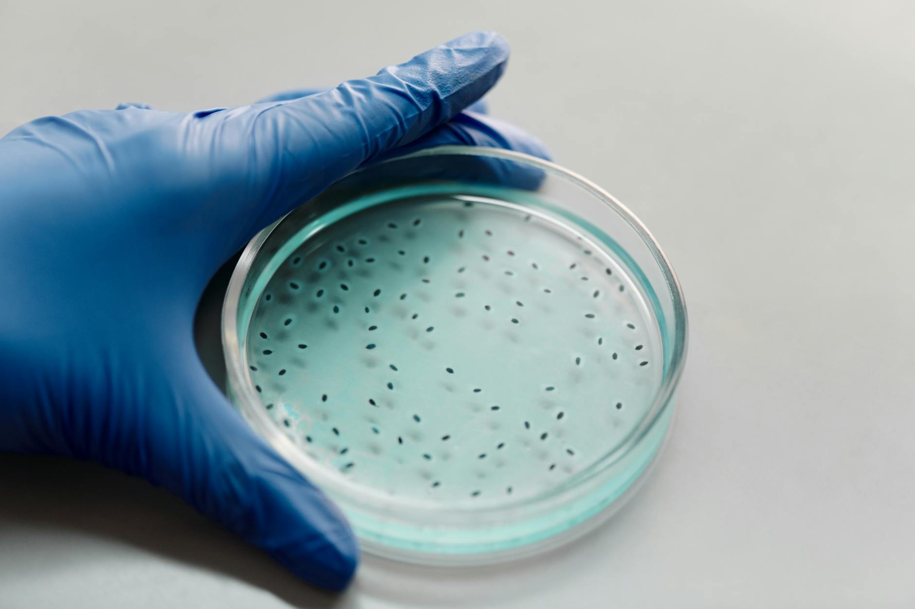 Cat Bacteria and Saliva: What You Should Know
