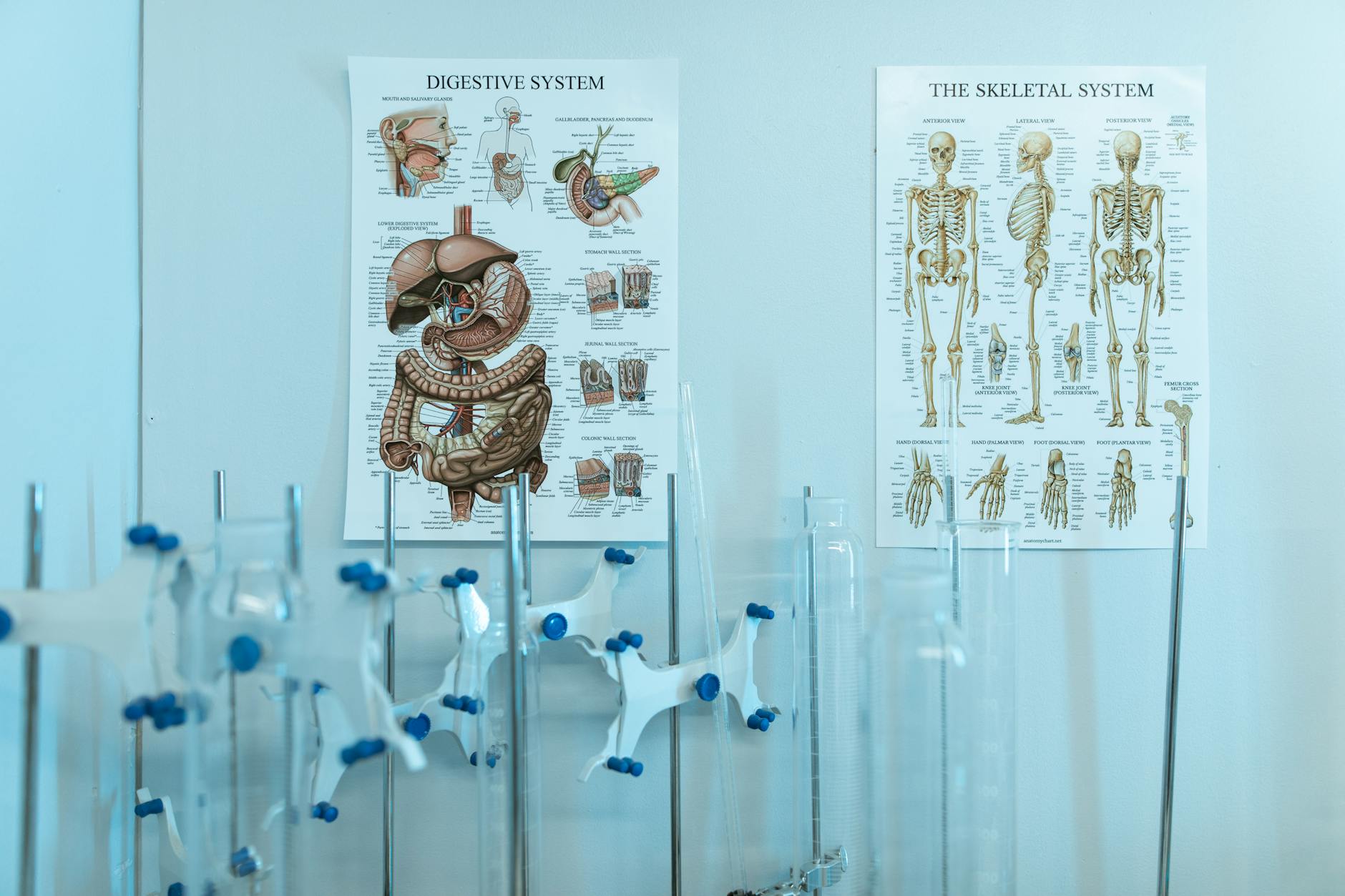 Choking Hazards and Digestive Complications