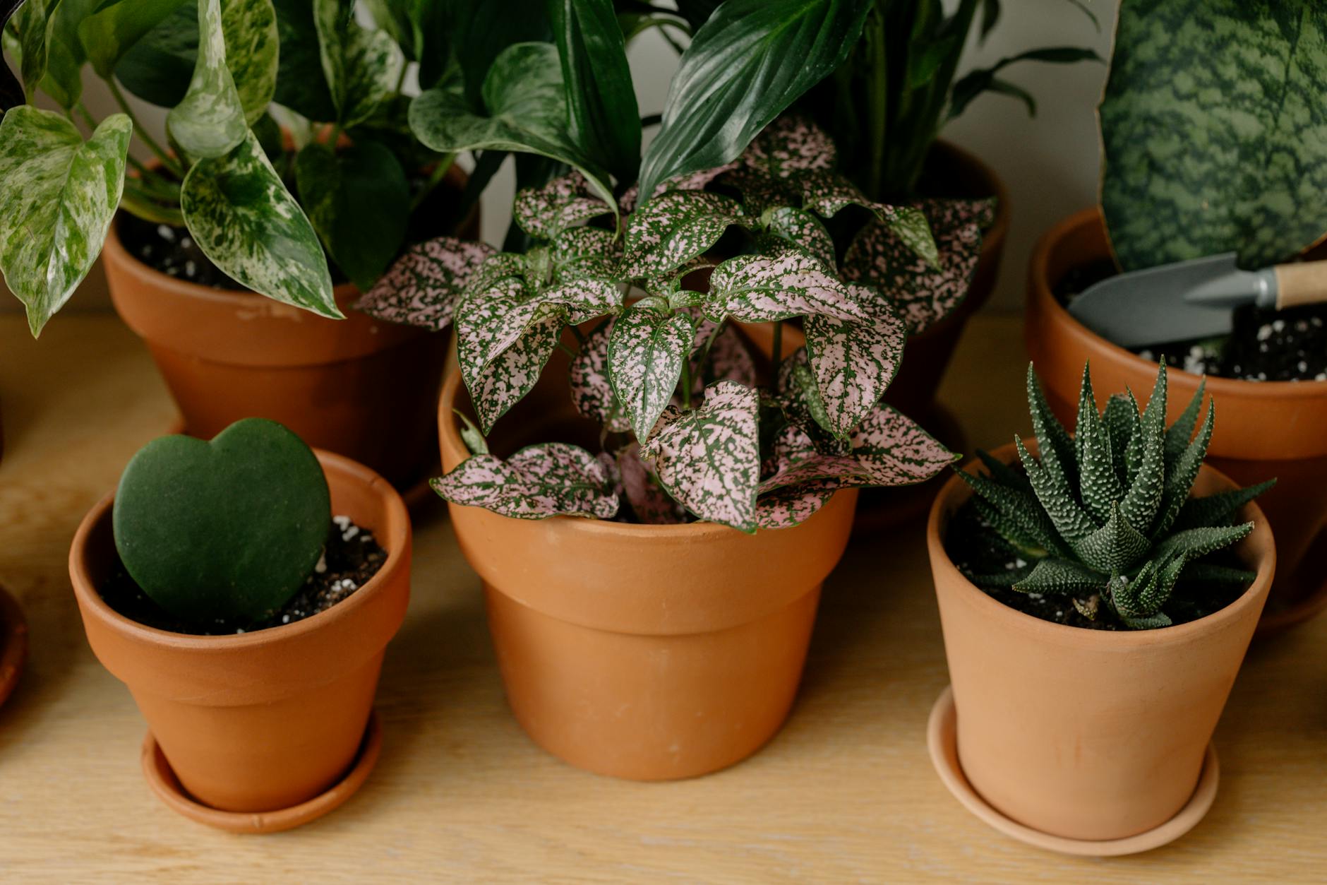 Common Houseplants and Their Saucer-Related Toxicity Risks