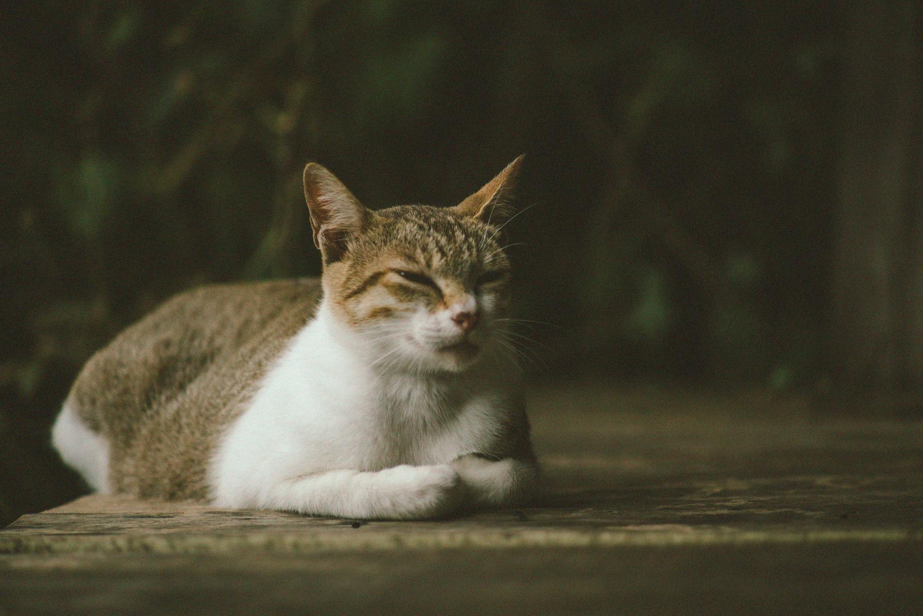 Common Misconceptions About Cats and Sweets