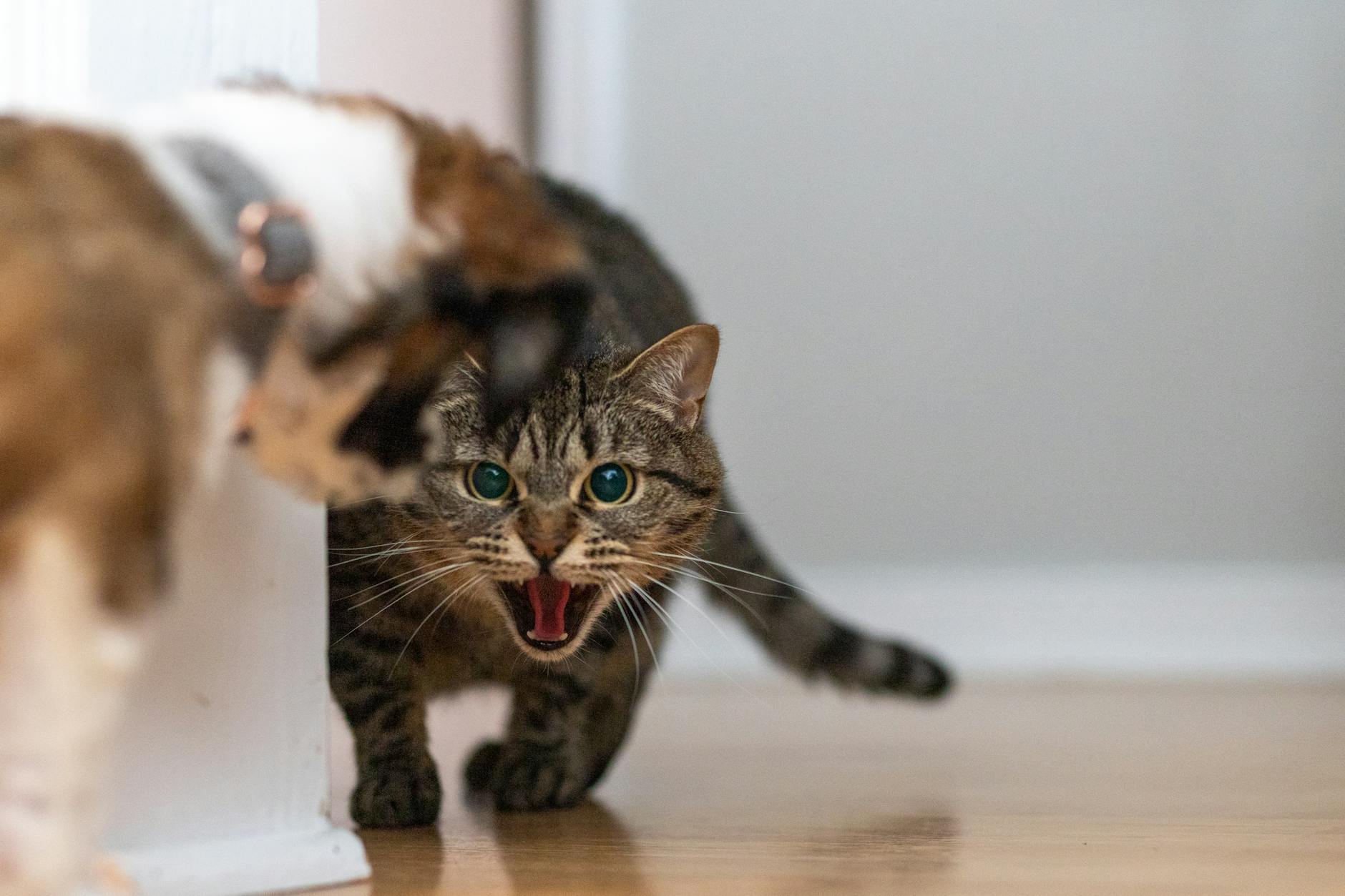 COMMON REACTIONS WHEN CATS EAT BANANAS
