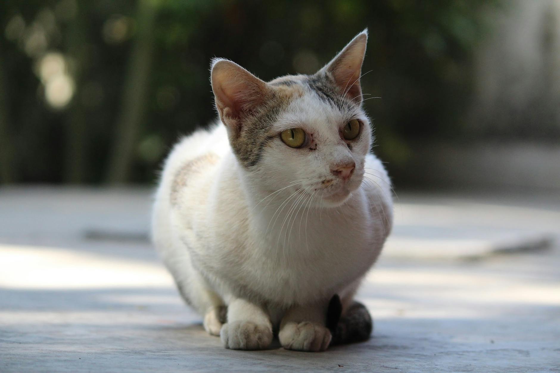 Common Sources of Mold in Cat Food and the Home