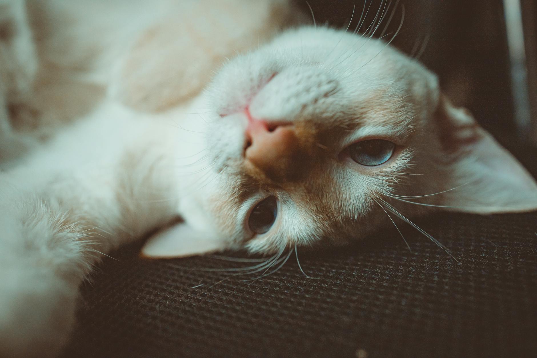 Creating an Alcohol-Safe Environment for Your Cat