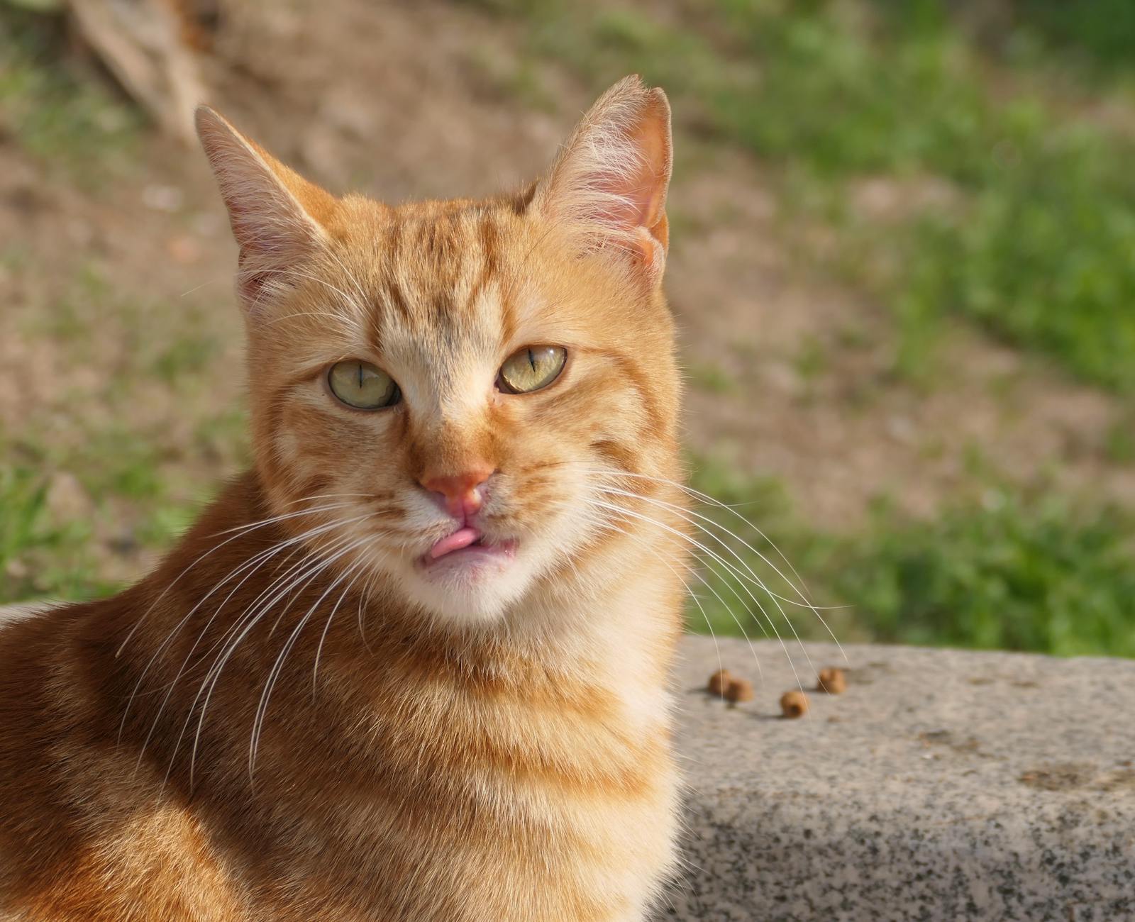 Digestive Issues and Individual Cats' Reactions