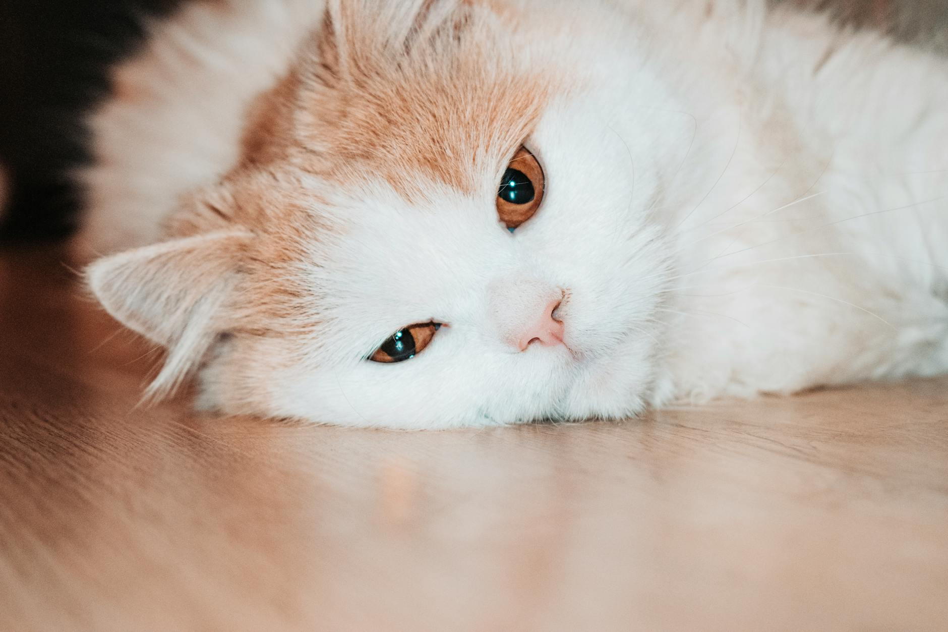 DIGESTIVE SYMPTOMS AND WHEN TO SEEK VETERINARY CARE