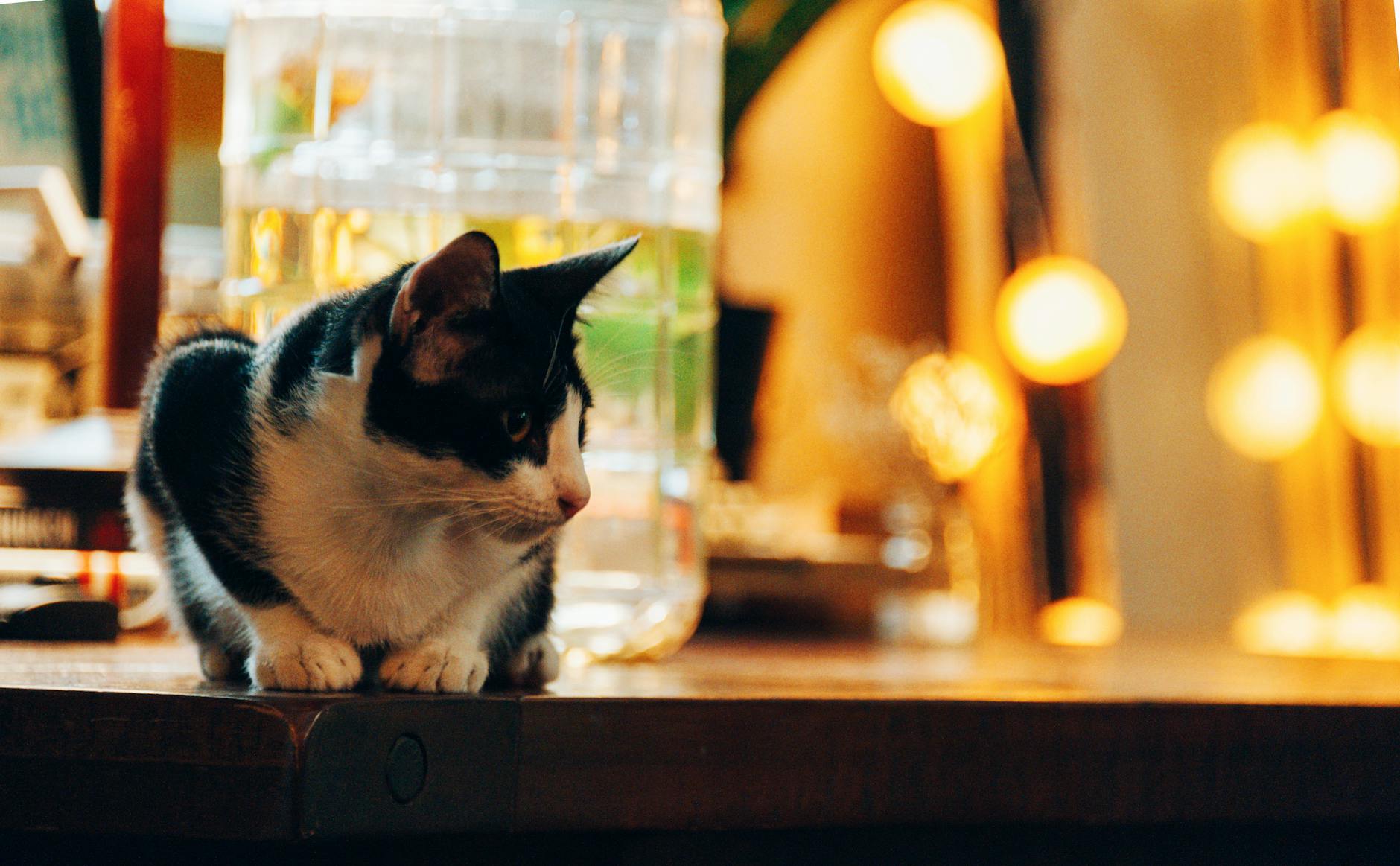 Distilled Water and Long-Term Health Concerns