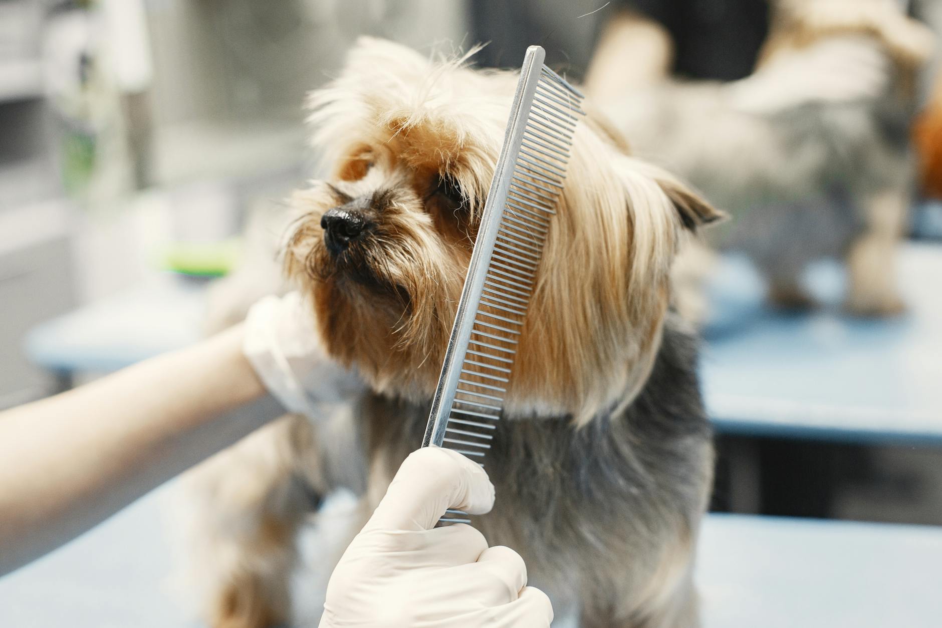Distinguishing Normal Grooming from Compulsive Licking Behavior