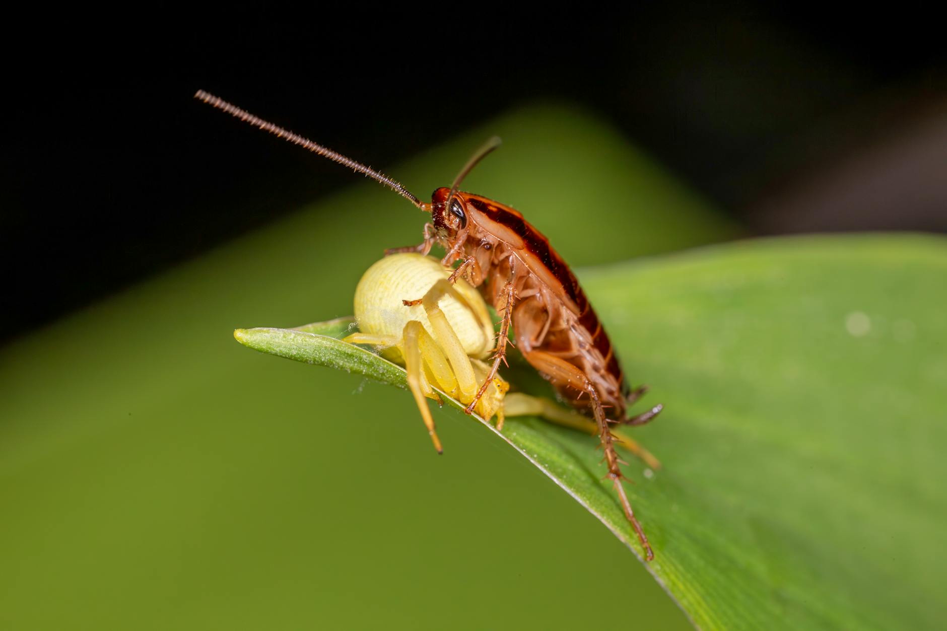 Fly-Borne Parasites and Infections