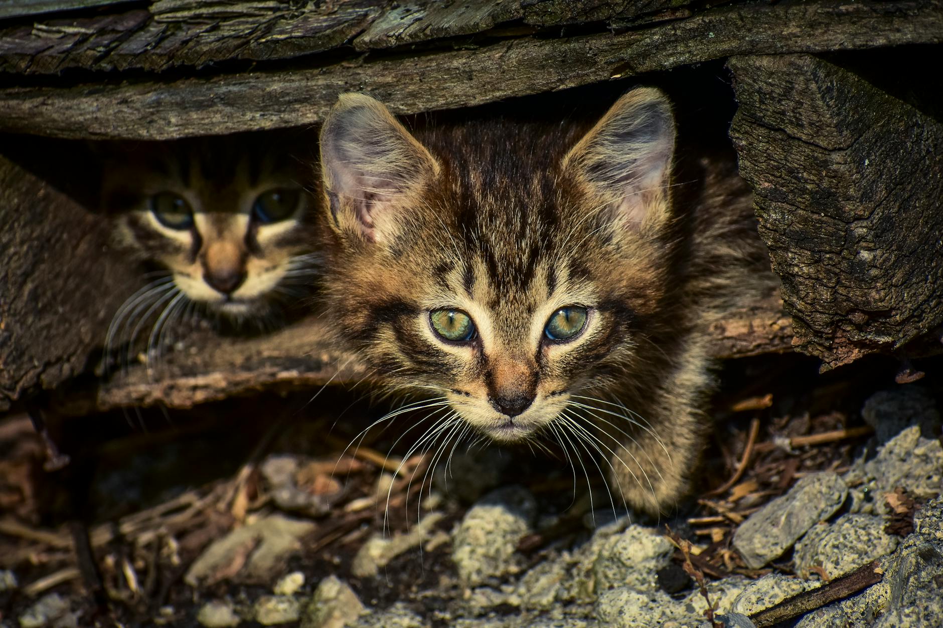 Hidden Dangers in Commercial Grain-Based Cat Foods