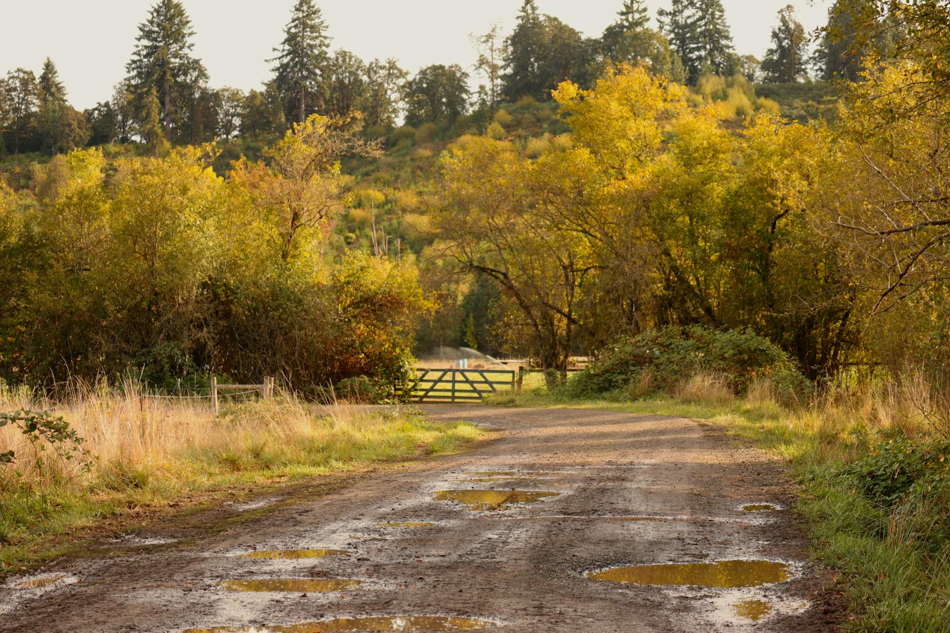 How Do Urban Versus Rural Puddles Differ in Risk?