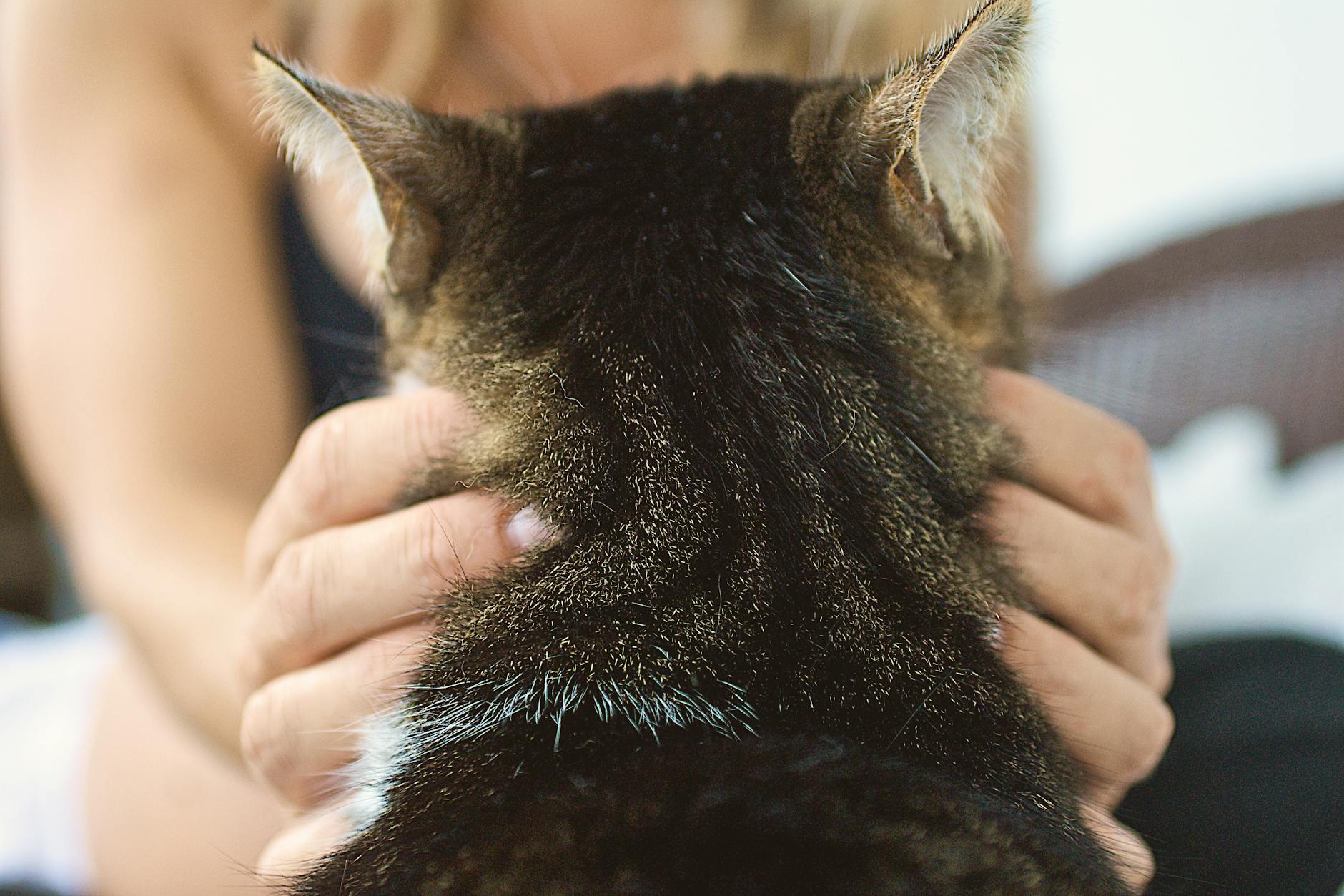 How Pizza Affects Feline Digestive and Metabolic Health