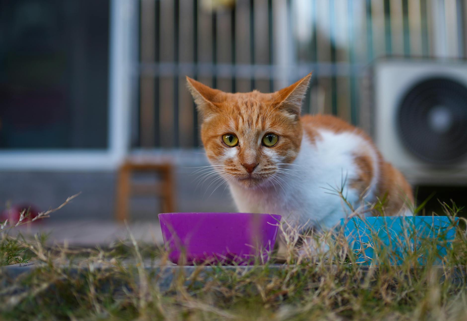 How to Identify Expired Cat Food