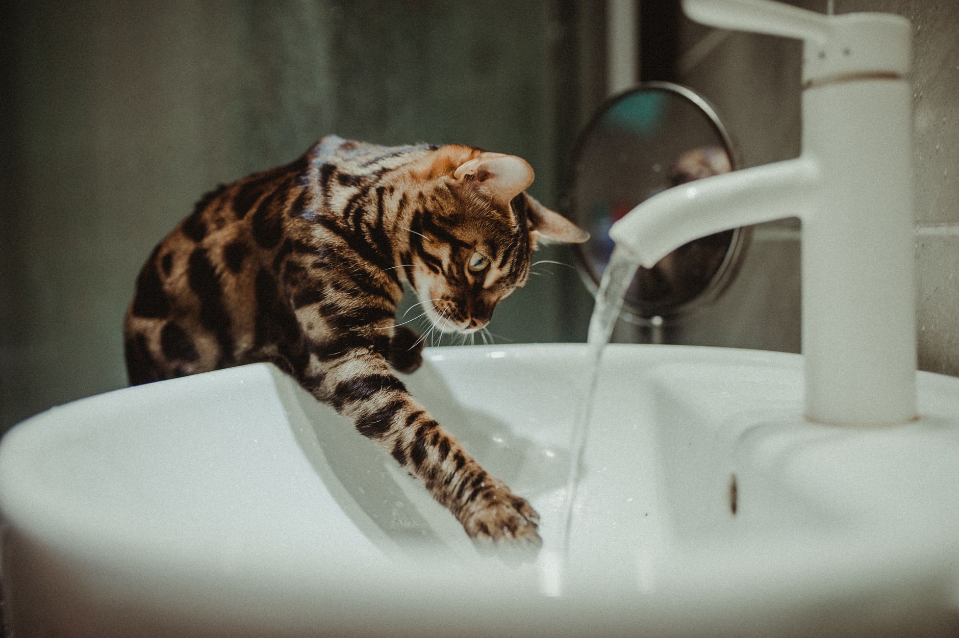 HYGIENE AND CLEANLINESS CONSIDERATIONS FOR CAT PILLOWS