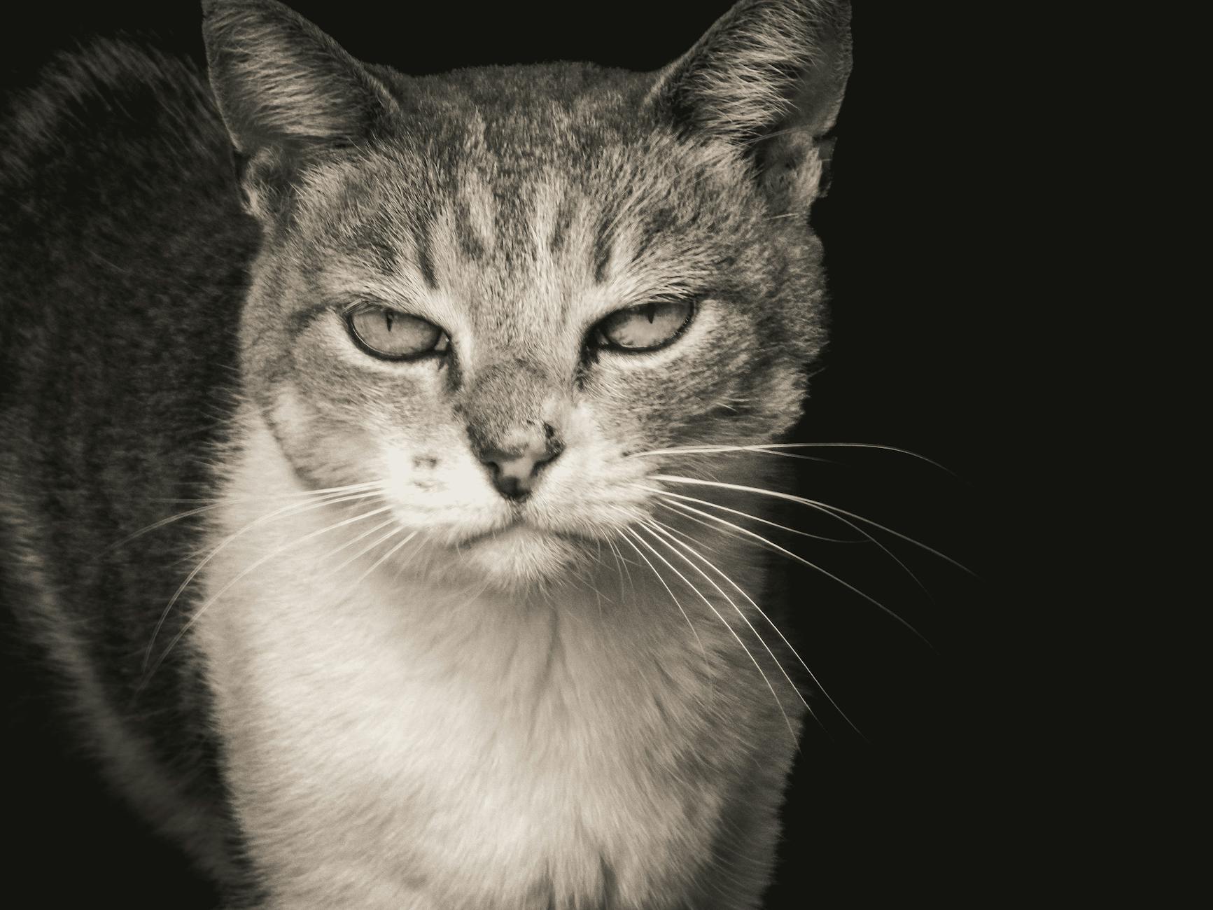 Immediate Steps If Your Cat Eats Chocolate