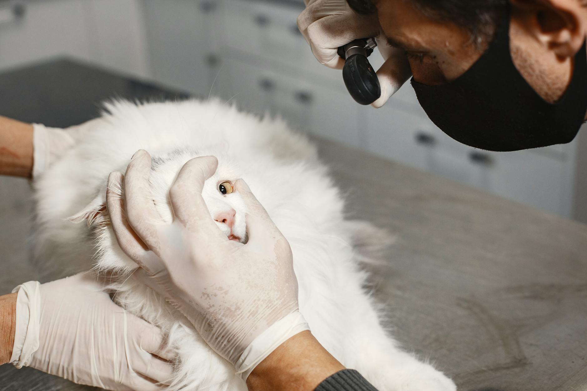 Individual Cat Personality and Medical Considerations