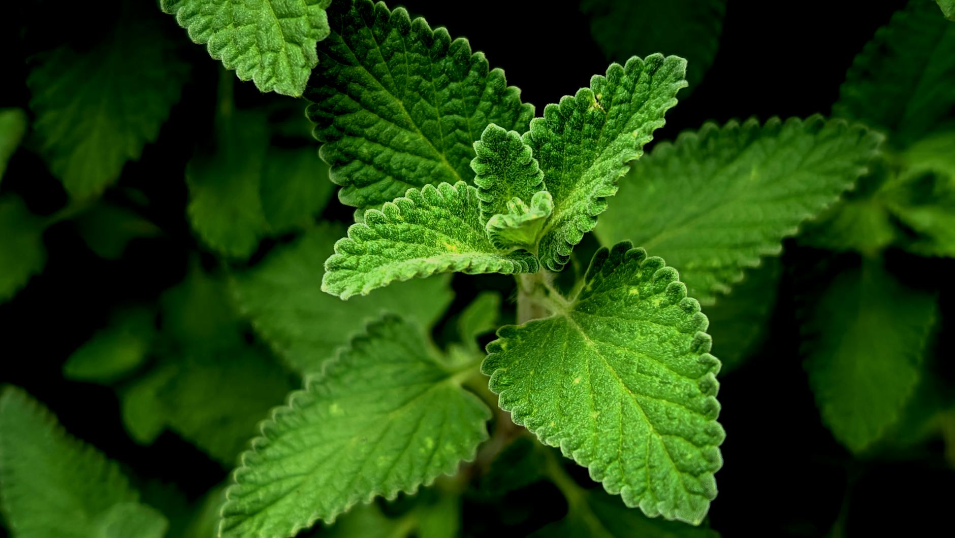 Is Catnip Toxic to Cats When Given Regularly?