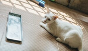 Is It Safe for Cats to Chew on Aluminum Foil - Featured image