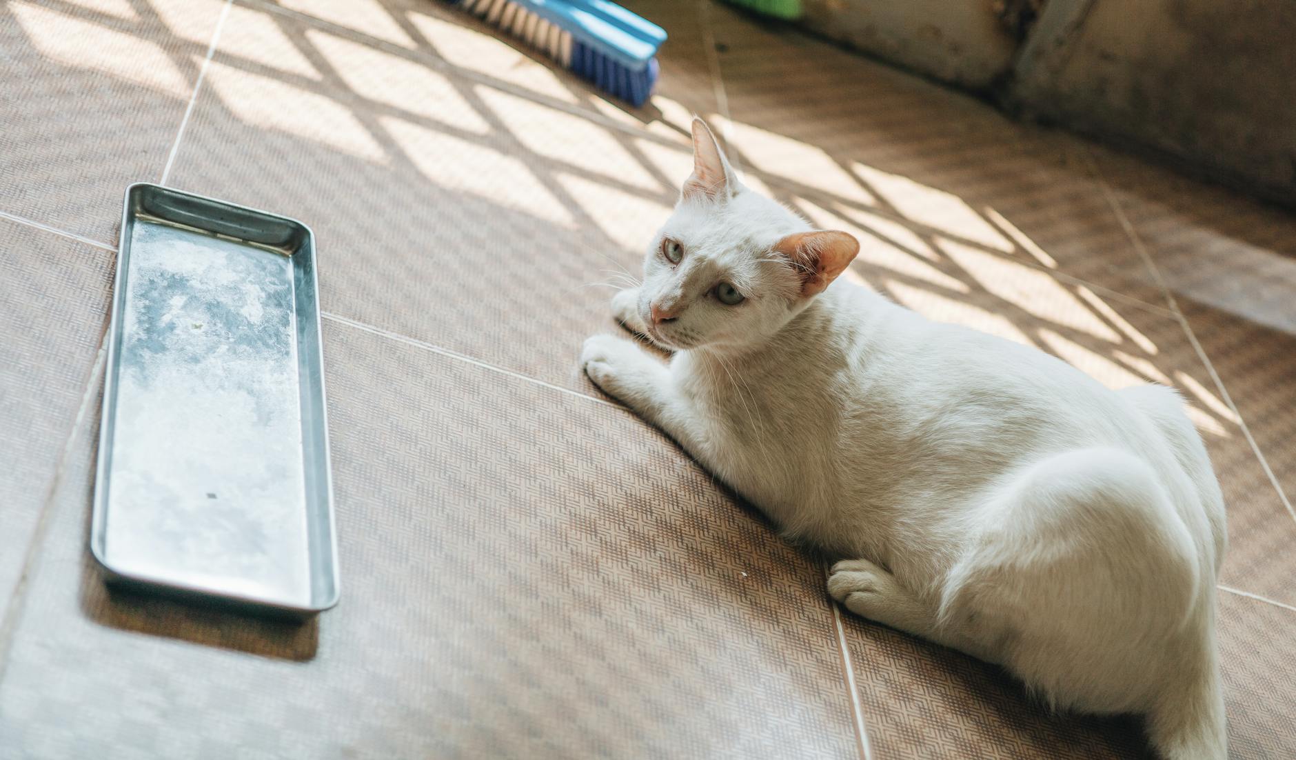 Is It Safe for Cats to Chew on Aluminum Foil - Featured image