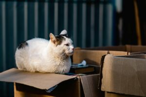 Is It Safe for Cats to Chew on Cardboard Food Boxes - Featured image